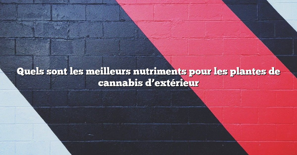 Quels sont les meilleurs nutriments pour les plantes de cannabis d’extérieur