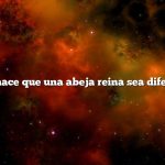 ¿Qué hace que una abeja reina sea diferente?