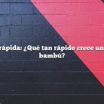 Respuesta rápida: ¿Qué tan rápido crece una planta de bambú?
