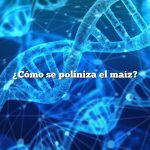 ¿Cómo se poliniza el maíz?