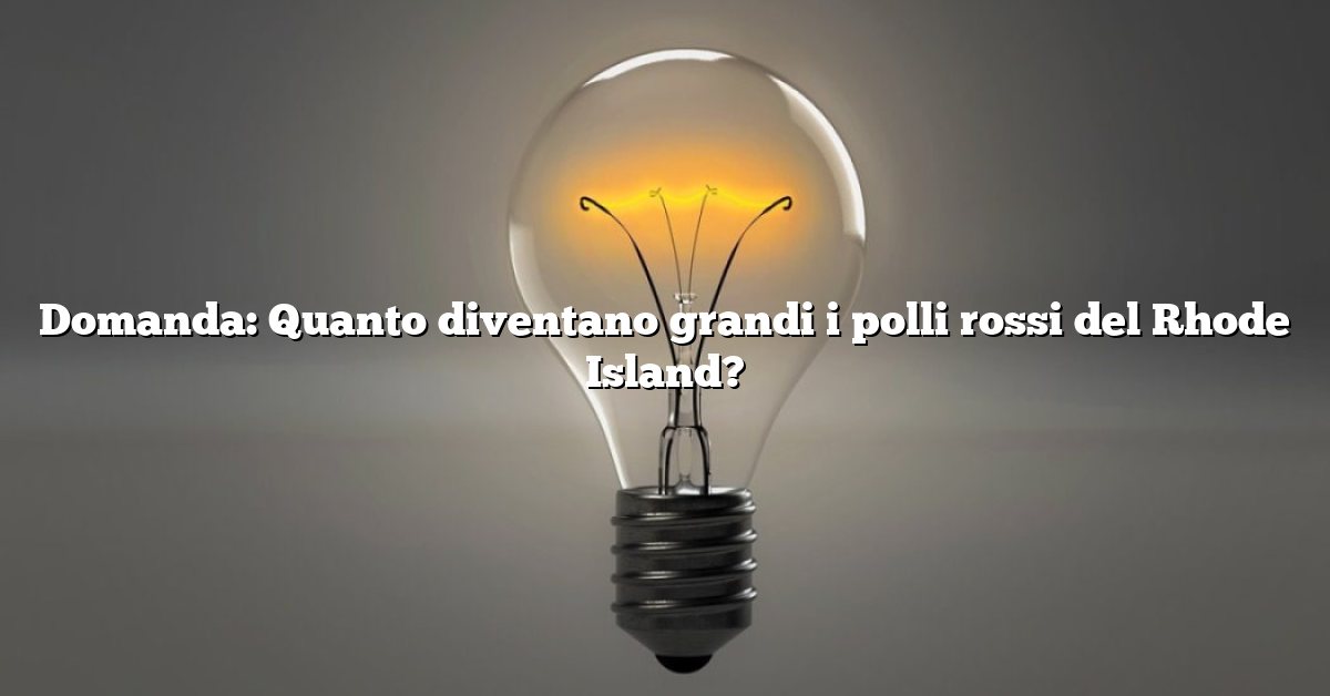 Domanda: Quanto diventano grandi i polli rossi del Rhode Island?