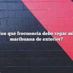Pregunta: ¿Con qué frecuencia debo regar mis plantas de marihuana de exterior?