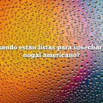 Pregunta: ¿Cuándo están listas para cosechar las nueces de nogal americano?