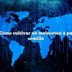 Pregunta: Cómo cultivar un melocotón a partir de una semilla