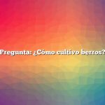 Pregunta: ¿Cómo cultivo berros?