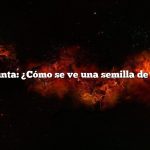 Pregunta: ¿Cómo se ve una semilla de pino?