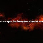 Qu’est-ce que les insectes aiment manger