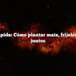 Respuesta rápida: Cómo plantar maíz, frijoles y calabazas juntos