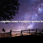 Risposta rapida: come vengono uccise le mucche