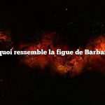à quoi ressemble la figue de Barbarie