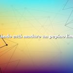 ¿Cuándo está maduro un pepino limón?