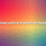 Cómo cultivar la planta de chaya