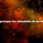 Cómo proteger las caléndulas de las heladas