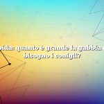 Risposta rapida: quanto è grande la gabbia di cui hanno bisogno i conigli?
