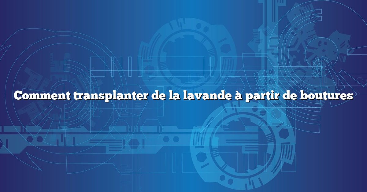 Comment transplanter de la lavande à partir de boutures