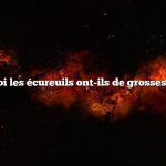 Pourquoi les écureuils ont-ils de grosses queues