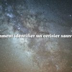 Comment identifier un cerisier sauvage